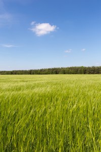 TS-Winter-barley.jpg