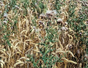 Thistles-in-wheat.jpg