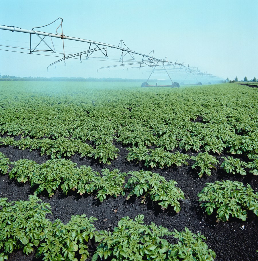 Image of an irrigation system in a field of young potato plants.
