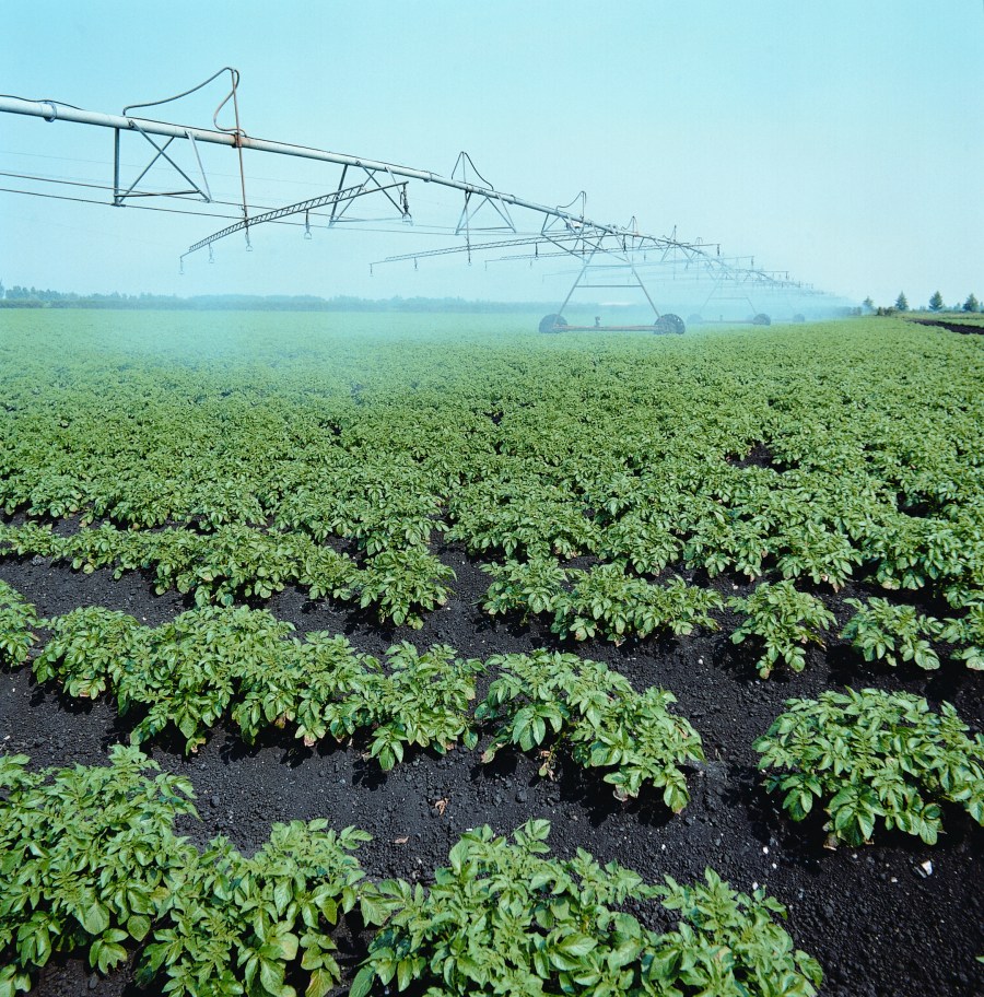 Image of an irrigation system in a field of young potato plants.
