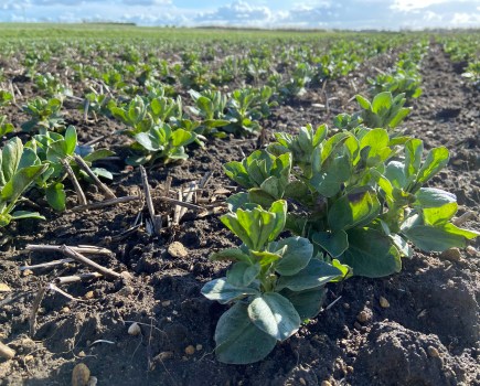A crop of UK field beans against a blue sky