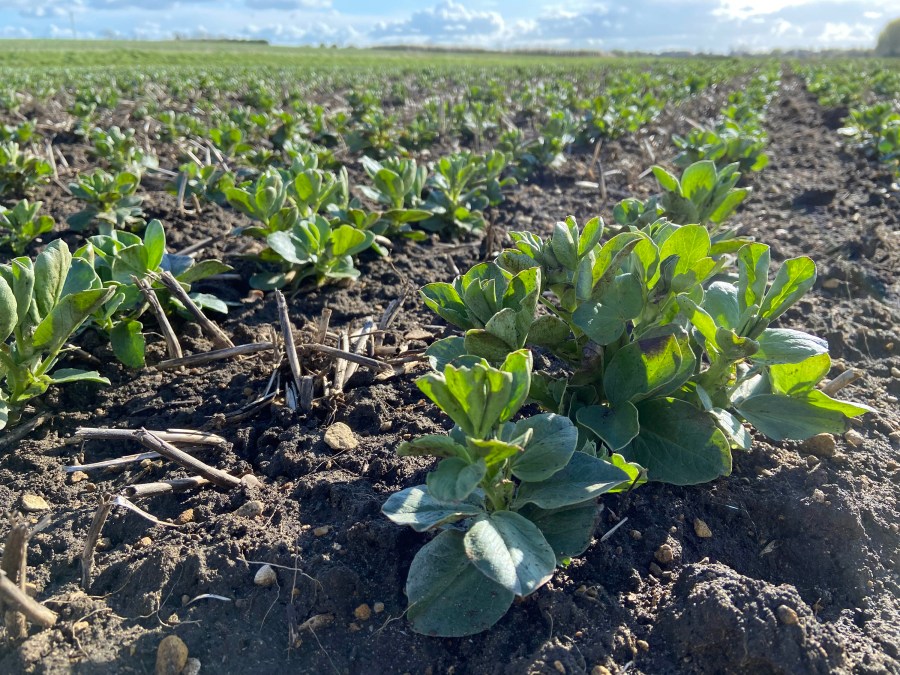 A crop of UK field beans against a blue sky