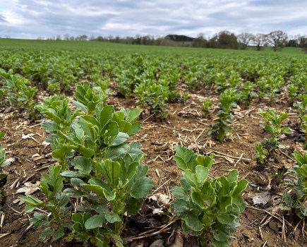 A young bean crop in a field against a blue sky with clouds.