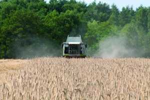 Combining-Hybrid-Rye.jpg