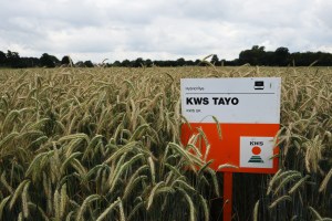 KWS-Tayo-Hybrid-Rye.jpg