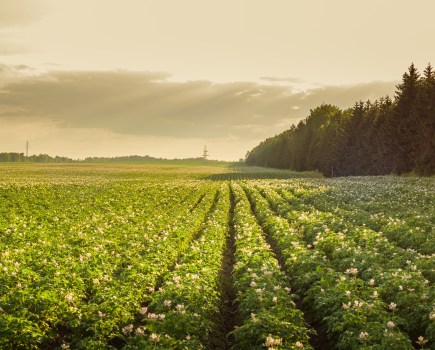 A young potato crop in a field with dusky sunlight.