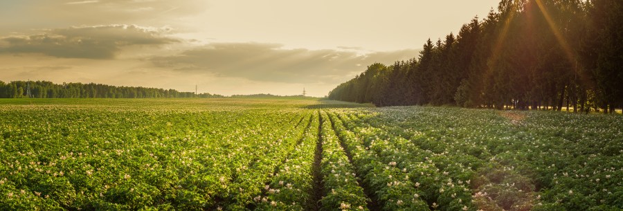 A young potato crop in a field with dusky sunlight.