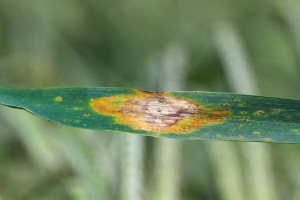 Septoria_stockshot.jpeg