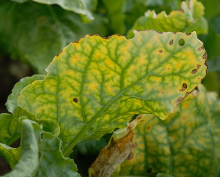Beet crop leaf infected with virus yellows - showing yellowing leaf tissue.
