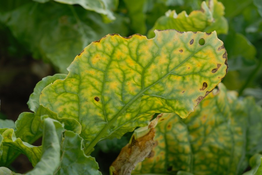 Beet crop leaf infected with virus yellows - showing yellowing leaf tissue.