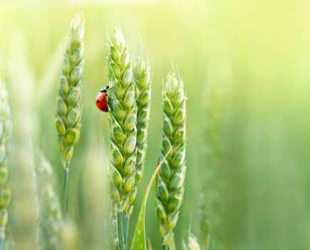 Farming for a better future
