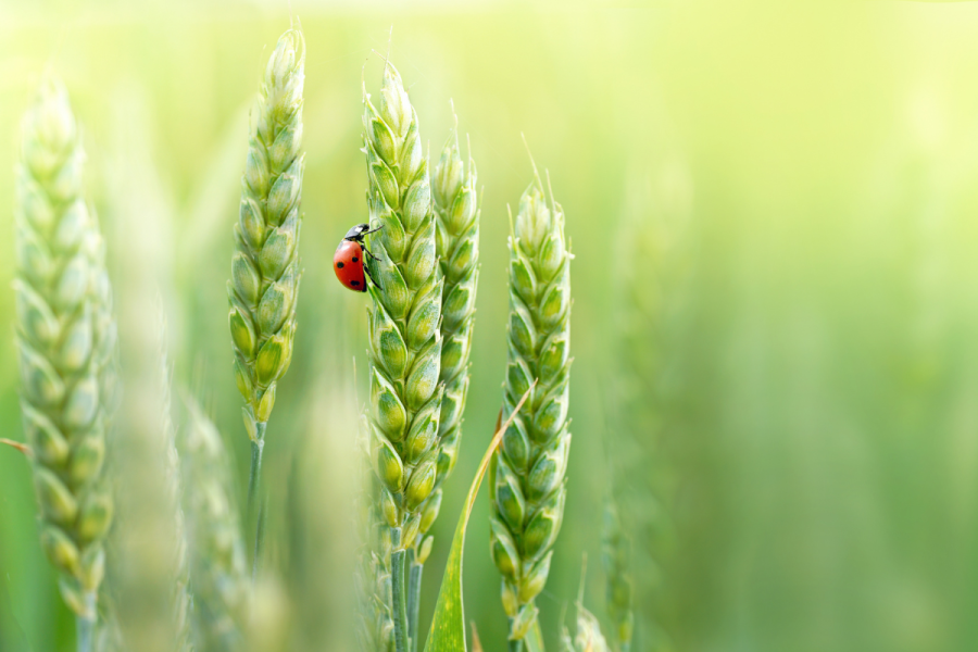 Farming for a better future