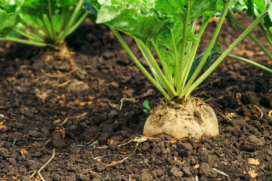 Healthy soil for healthy yields