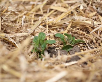 Turning the tide on potato virus
