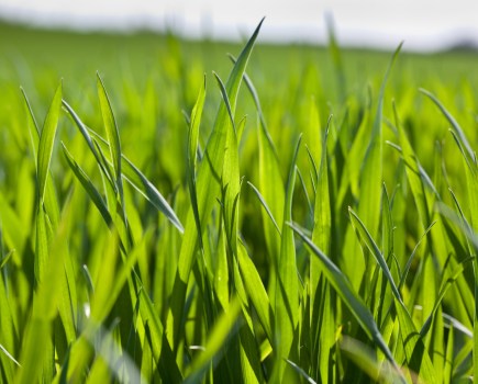 Photograph of a wheat crop with flag leaf emerged.