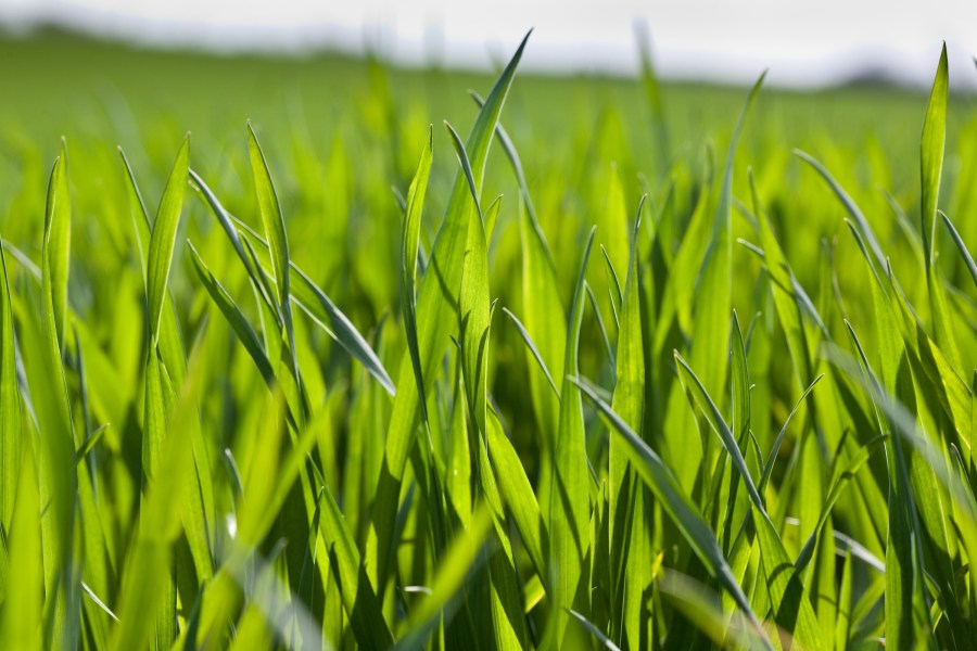 Photograph of a wheat crop with flag leaf emerged.