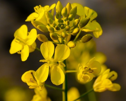 A flowering oilseed rape plant.