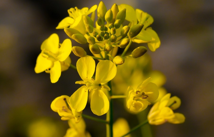 A flowering oilseed rape plant.