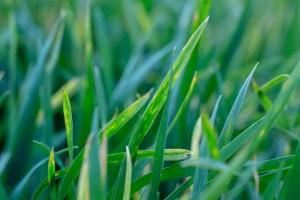 shutterstock_septoria.jpg