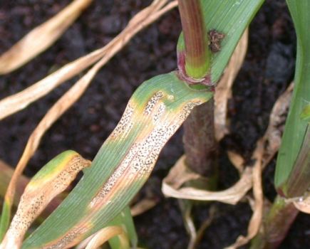 Septoria remains an unwanted guest