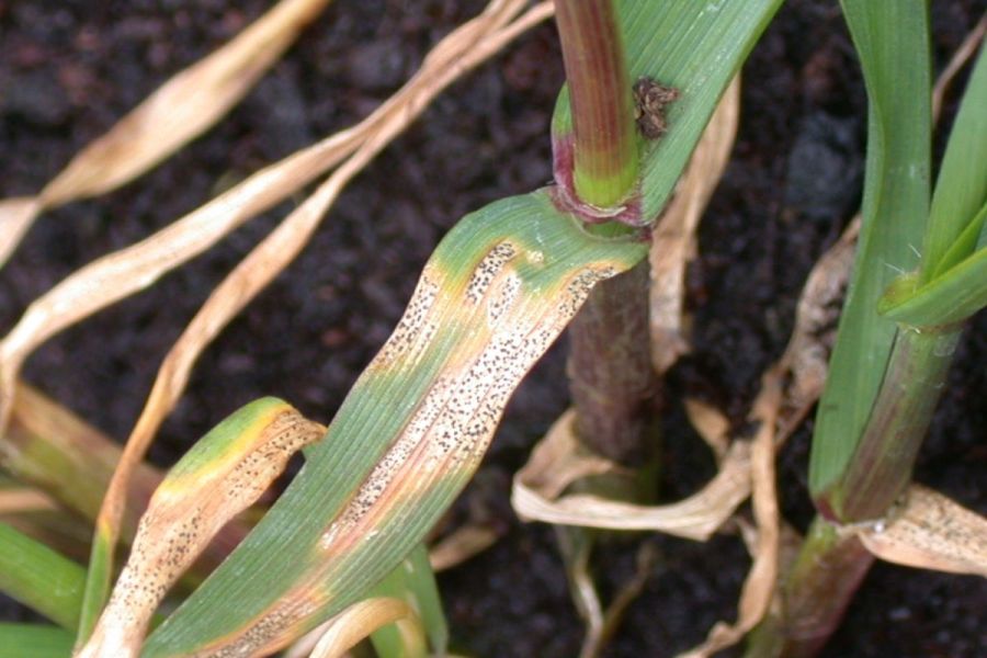 Septoria remains an unwanted guest