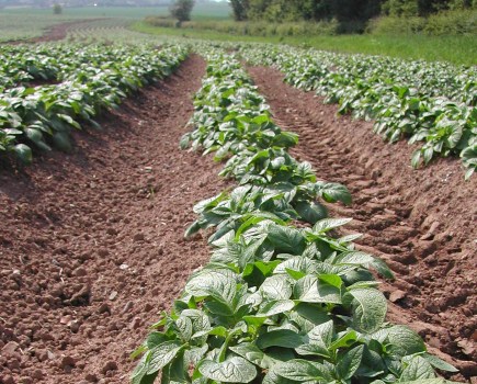 Image shows an agricultural field with rows of young potato plants in furrow.