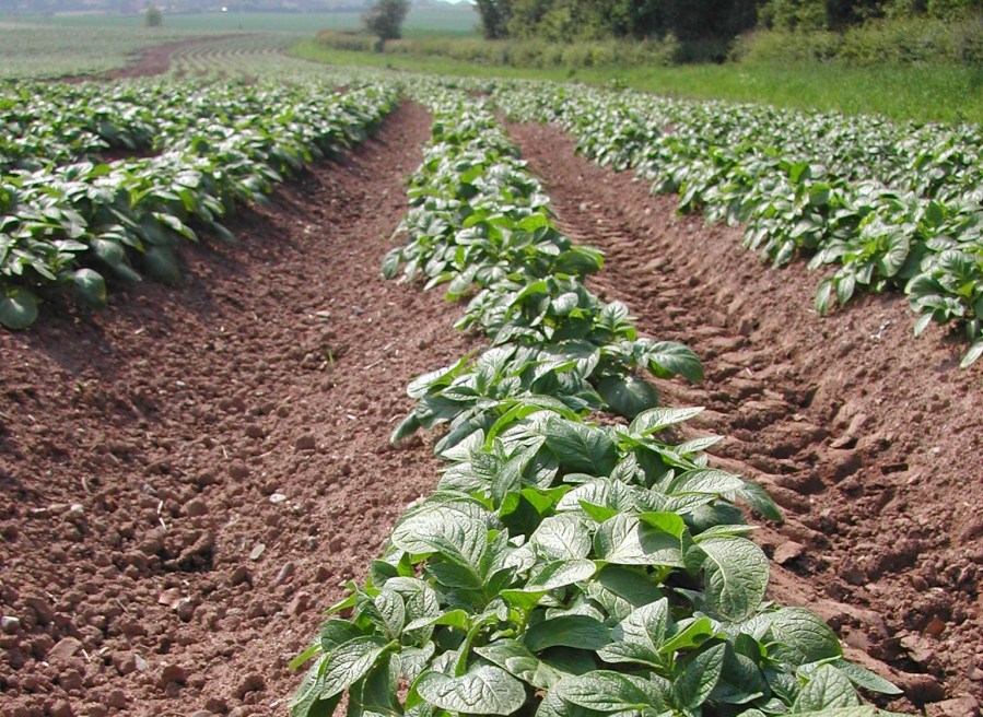 Image shows an agricultural field with rows of young potato plants in furrow.