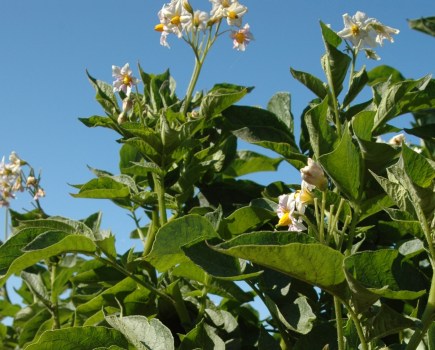 Image of a flowering potato crop in a field against a bright blue sky.