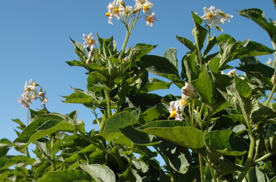 Image of a flowering potato crop in a field against a bright blue sky.