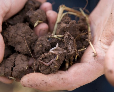 Image of two hands holding a clod of soil which features the emergence of an earthworm.