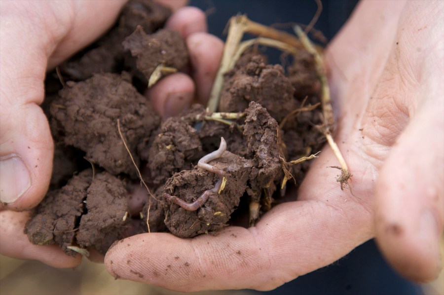 Image of two hands holding a clod of soil which features the emergence of an earthworm.