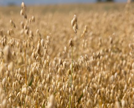 Outstanding oats