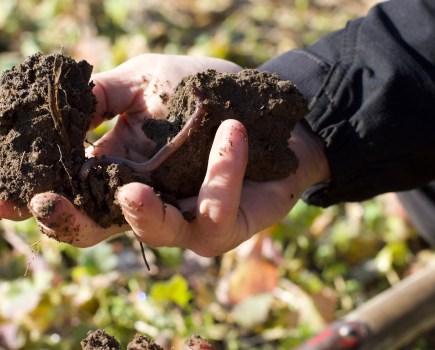 A hand grasping a handful of soil with a backdrop of a field crop.