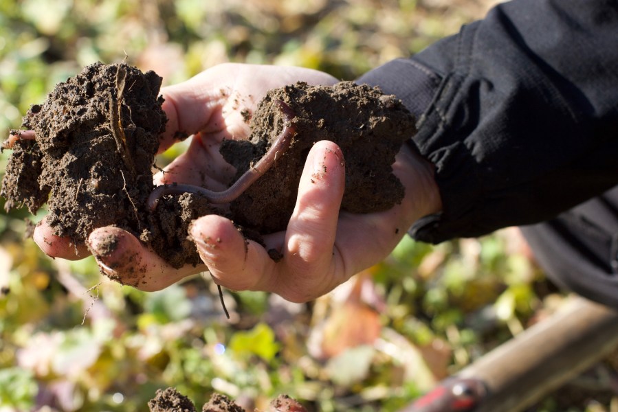 A hand grasping a handful of soil with a backdrop of a field crop.
