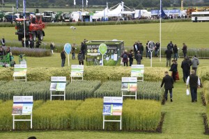 Cereals-crop-plots.jpg