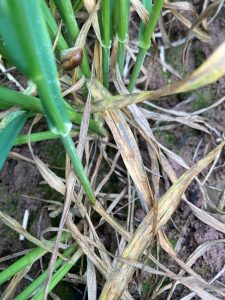 High-septoria-pressure_Crusoe_Apr-rotated.jpg