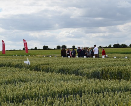 An image of visitors stood in an arable field trial made up of segmented plots of different crop varieties.