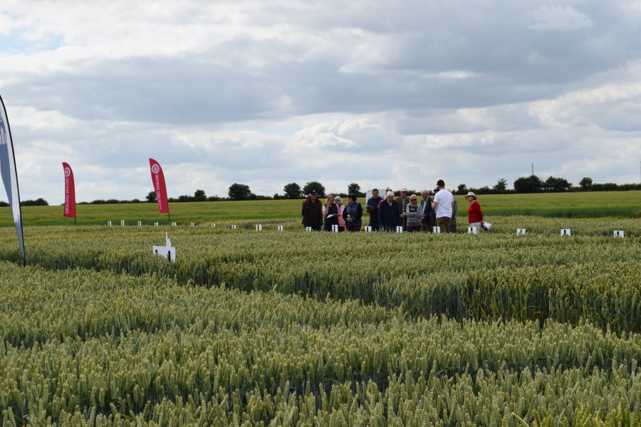 An image of visitors stood in an arable field trial made up of segmented plots of different crop varieties.