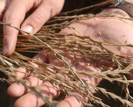 An image showing two hands holding samples of ryegrass weeds.