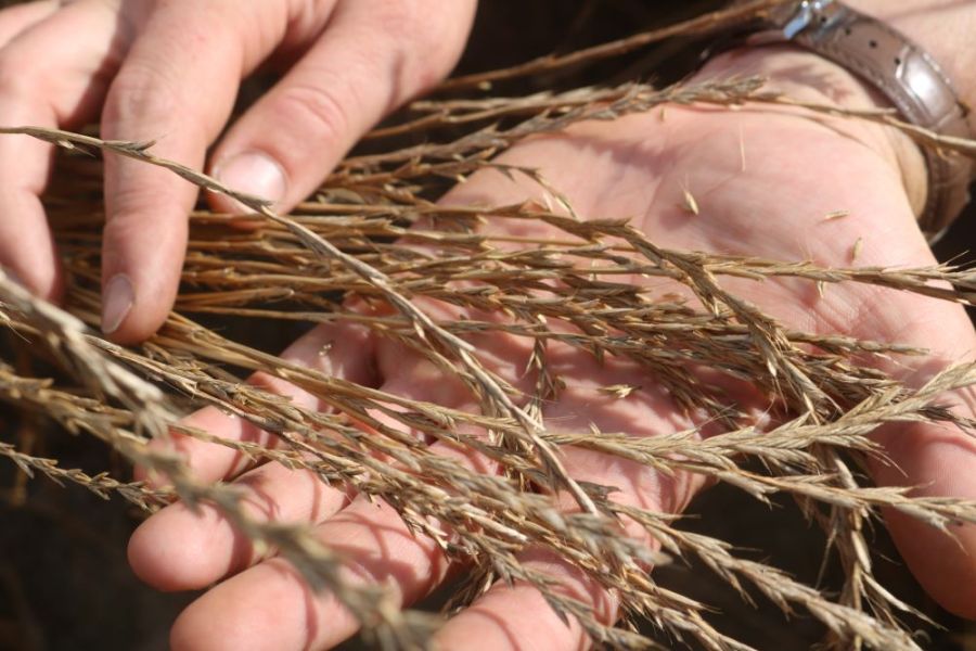 An image showing two hands holding samples of ryegrass weeds.