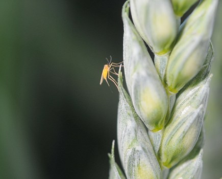 Image of an ear of wheat with a small insect resting on it - the lemon blossom midge.