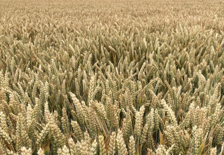 A field crop of ripe wheat.