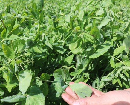 An image of peas and beans in an agricultural field with a hand holding a leaf.