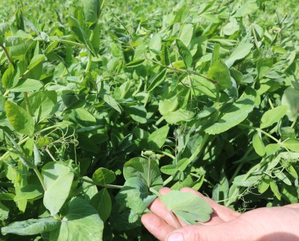 An image of peas and beans in an agricultural field with a hand holding a leaf.