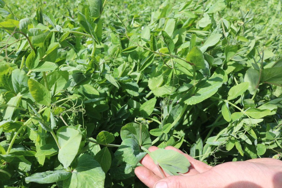 An image of peas and beans in an agricultural field with a hand holding a leaf.