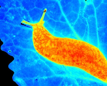 Image of an orange glowing slug on a blue glowing leaf, after being scanned in a phenotyping laboratory setting.