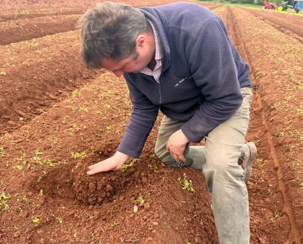 Regen potatoes: Only the brave?