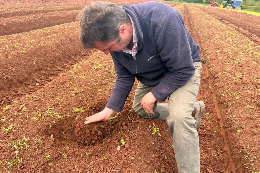 Regen potatoes: Only the brave?
