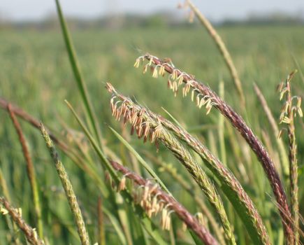 Nature Natters: Silver-bullet solutions for weather woes?