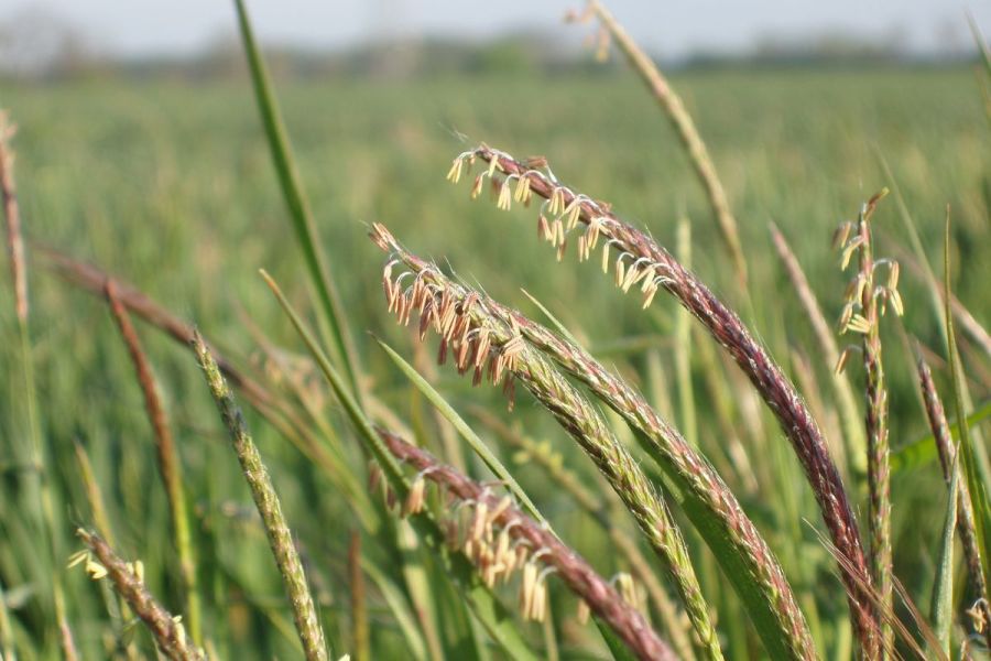 Nature Natters: Silver-bullet solutions for weather woes?